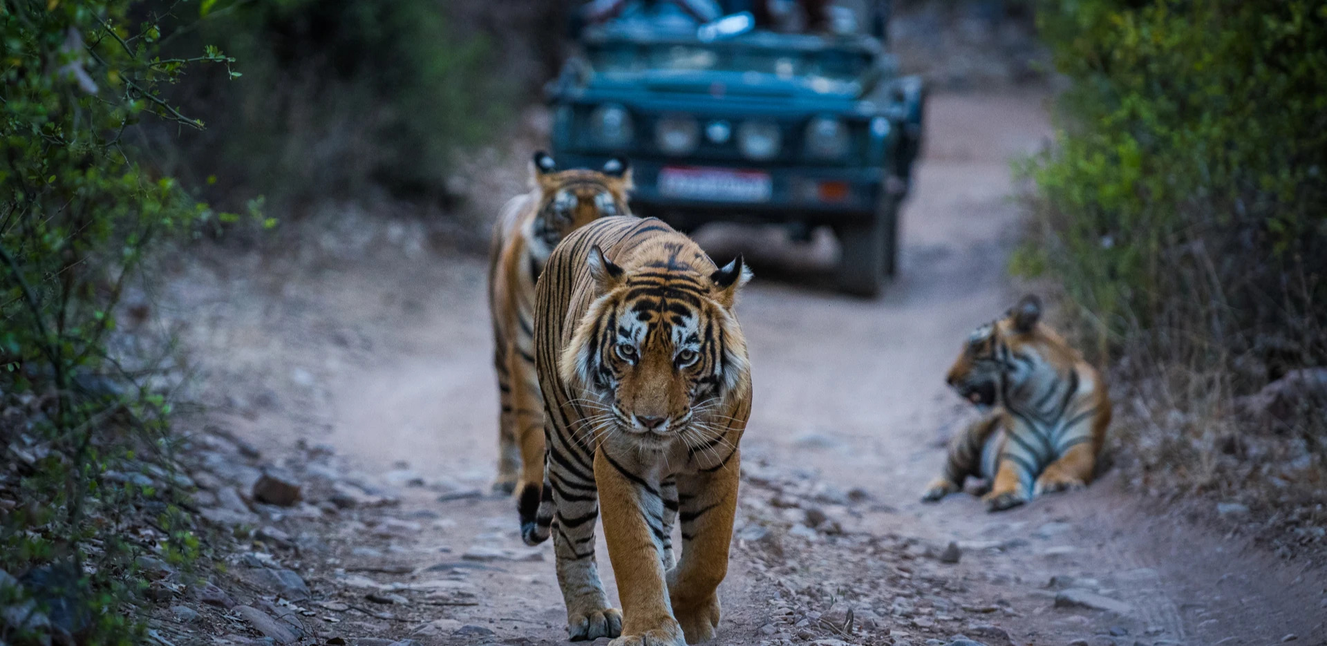 Experience Gir Jungle Trail